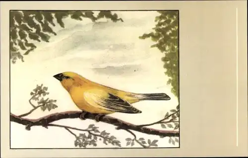 Ak Goldsperling, Vogel