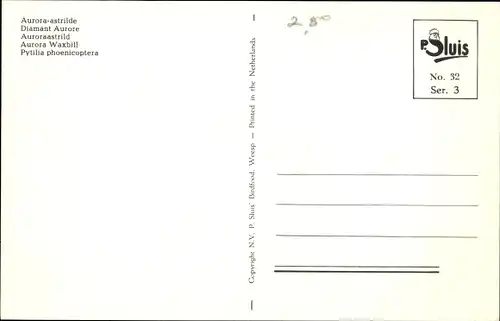 Ak Auroraastrild, Vogel