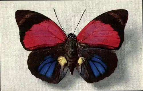 Ak Schmetterling Agrias Sardanpalus