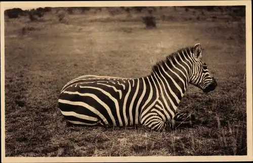 Ak Zebra, Tier-Portrait
