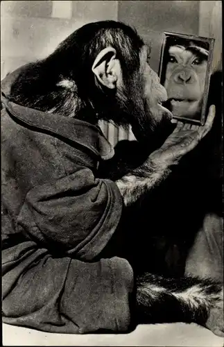 Ak Schimpanse betrachtet sich im Spiegel