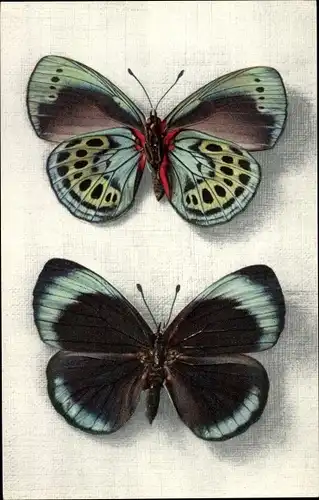 Ak Callithea Leprieuri, Schmetterling