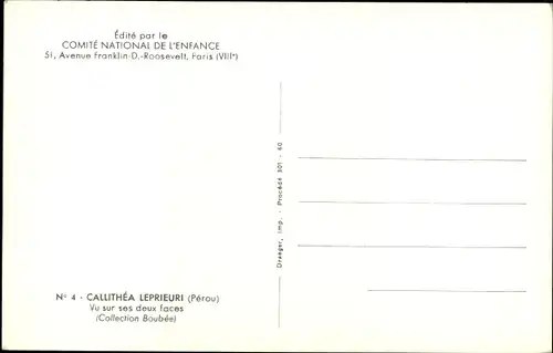 Ak Callithea Leprieuri, Schmetterling