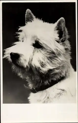 Ak Weißer Terrier, Tierportrait, Halsband