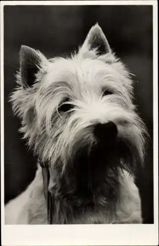Ak Terrier, Hund, Hundeportrait