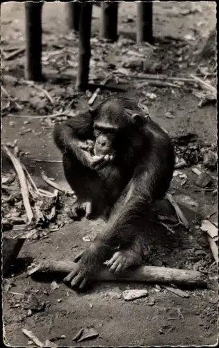 Ak Schimpanse beim Essen, Holzstück