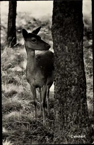 Ak Reh am Baum, Wald