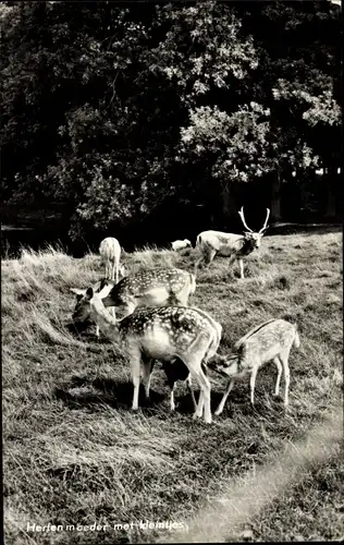 Ak Hirsch und Rehe, Wiese