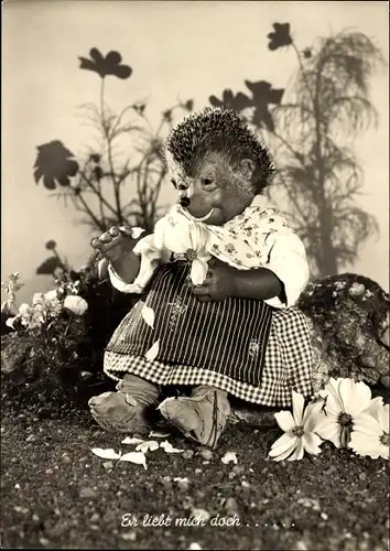 Ak Mecki der Igel, Er liebt mich doch, Igelfrau zupft Blütenblätter von Blumen