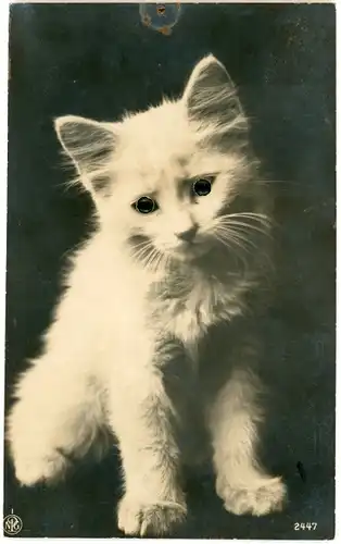 Stoff Ak Weiße Katze mit Plastikaugen, Tierportrait