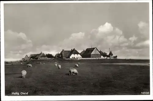 Ak Hallig Oland in Nordfriesland, Warft, weidende Schafe, Reetdachhäuser