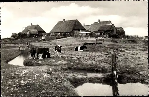 Ak Hallig Gröde in Nordfriesland, Bauernwarft, Kühe