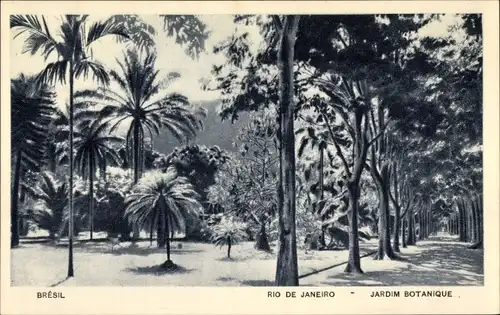 Ak Rio de Janeiro Brasilien, Jardim Botanique, Botanischer Garten