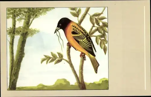 Ak Textorweber, Vogel