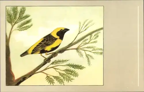 Ak Napoleonweber, Vogel