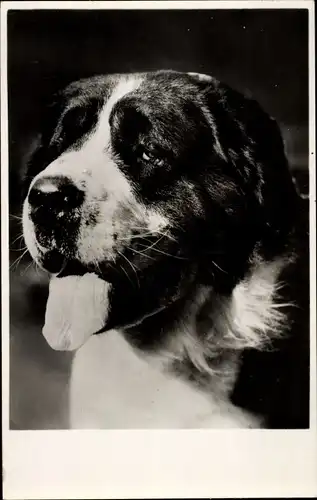 Ak Hund, Tier-Portrait