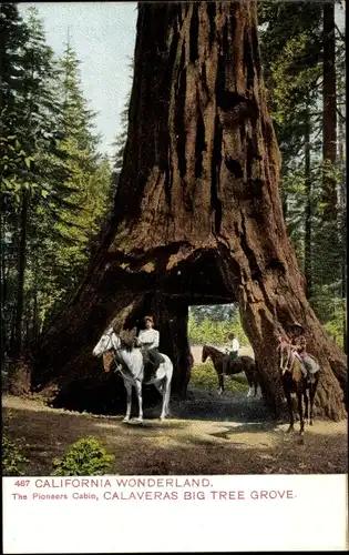 Ak Kalifornien USA, die Pioneers Cabin, Calaveras großer Baumhain