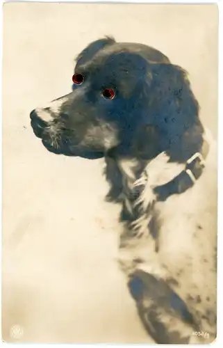 Stoff Ak Weiße Katze mit Plastikaugen, Tierportrait