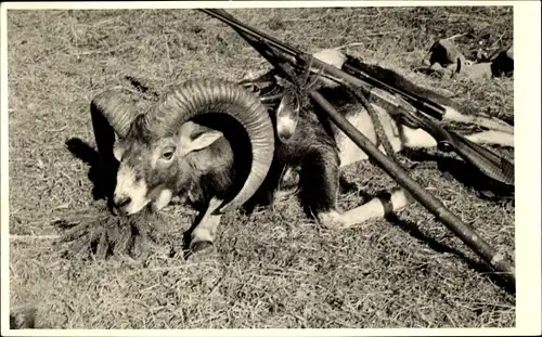 Foto Ak Jagdmotiv, erlegtes Mufflon, Gewehr