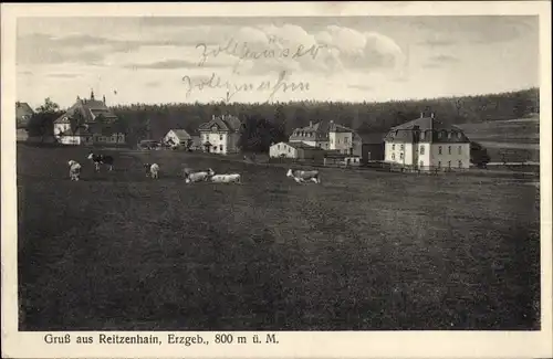 Ak Reitzenhain Marienberg im Erzgebirge, Zollhäuser, Kühe