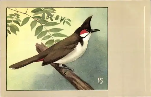 Ak Rotohrbülbül, Vogel