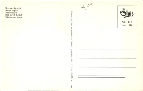Ak Rotohrbülbül, Vogel