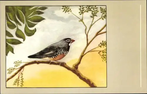 Ak Wachtelastrild, Vogel