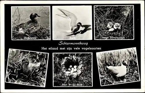 Ak Schiermonnikoog, Vogelarten, junge Silbermöwe, Seeschwalbe