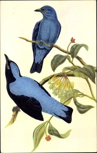 Ak Elfenblauvogel, Vogel