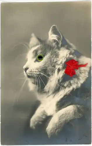 Stoff Ak Katze mit Plastikaugen, Stoff-Schleife, Tierportrait