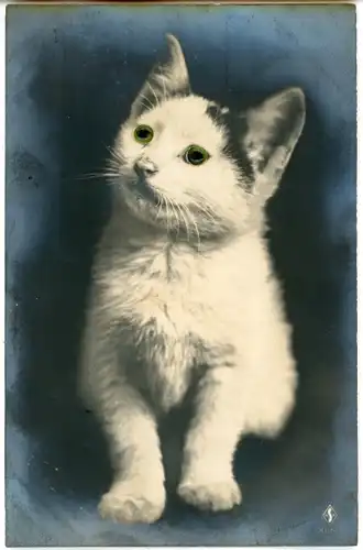 Stoff Ak Weiße Katze mit Plastikaugen, Tierportrait