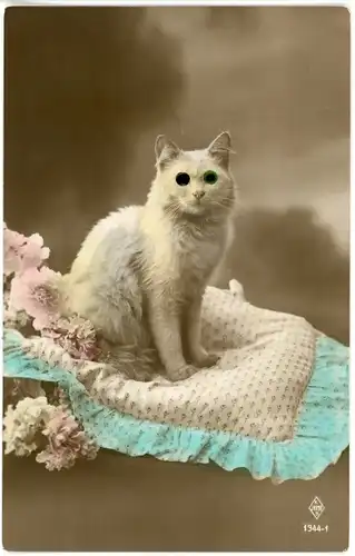 Stoff Ak Weiße Katze mit Plastikaugen, Tierportrait, Kissen, Blumen