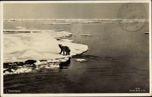 Ak Norge Norwegen, Eisbär