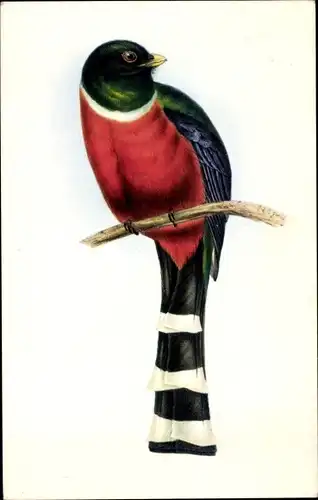 Künstler Ak Gould, J., Trogon Mexicanus, Vogel