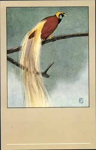 Künstler Ak Großer Paradiesvogel, Vogel