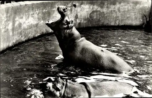 Ak Rhenen Utrecht, Tierpark, Nilpferde