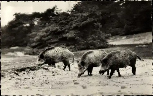 Ak Wildschweine, Waldtiere