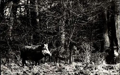 Ak Wald, Wildschweine, Waldtiere