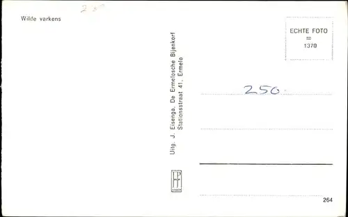 Ak Wald, Wildschweine, Waldtiere