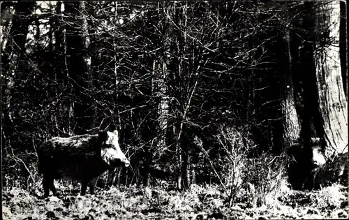 Ak Wald, Wildschweine, Waldtiere