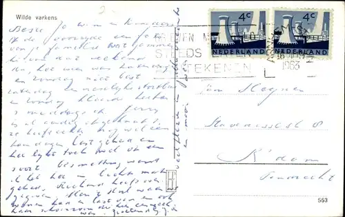 Ak Wald, Wildschweine, Waldtiere