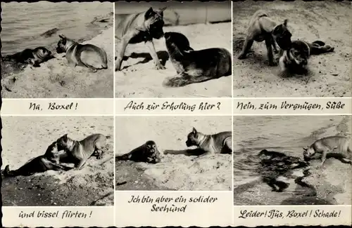 Ak Seltsame Begegnung am Strand, Robbe, Boxer, Insel Föhr