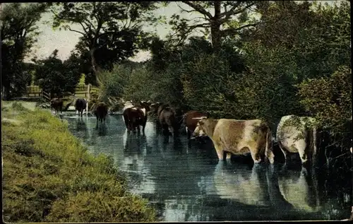 Ak Kühe im Wasser, Vieh, Brücke, Fluss