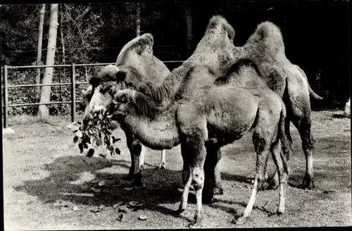 Ak Rhenen Utrecht, Tierpark, Kamele