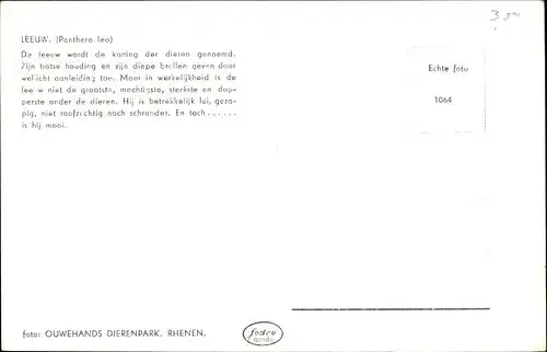 Ak Rhenen Utrecht, Ouwehands Tierpark, Grebbeberg, Löwe
