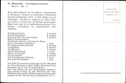 Ak Zebrafink, Vögel, Zweig