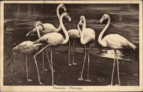 Ak Flamingos am Wasser, Vögel