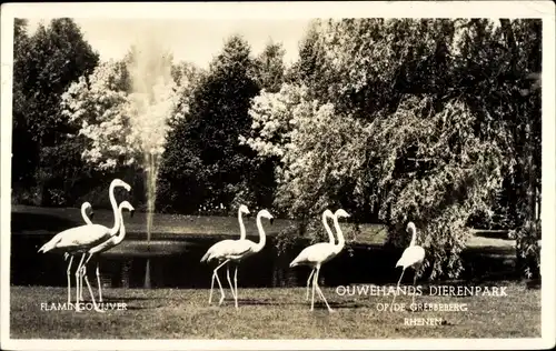 Ak Flamingos an einem Teich, Rhenen Utrecht Niederlande, Tierpark