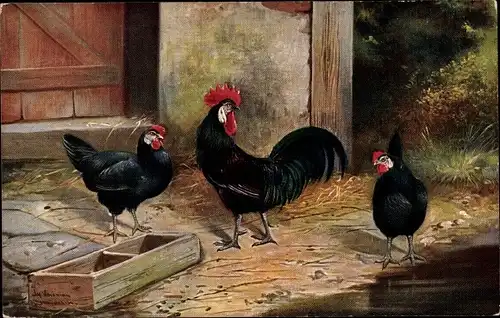 Künstler Ak Schönian, A., Bauernhof, Hühner, Hahn