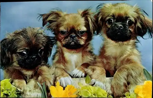 Ak Drei junge Hunde, Pekingese